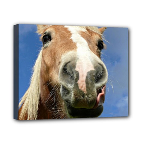 Haflinger  Canvas 10  X 8  (framed) by Siebenhuehner