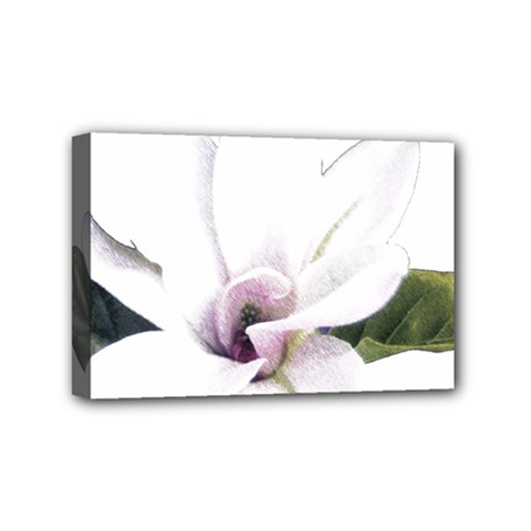 White Magnolia Pencil Drawing Art Mini Canvas 6  X 4  by picsaspassion