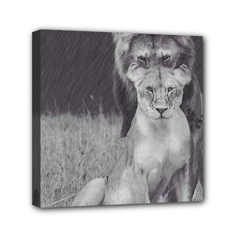 King And Queen Of The Jungle Design  Mini Canvas 6  X 6  by FrontlineS