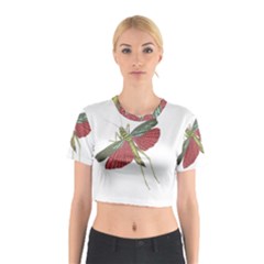 Grasshopper Insect Animal Isolated Cotton Crop Top by Nexatart