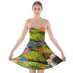 Beautifull Parrots Bird Strapless Bra Top Dress by Nexatart