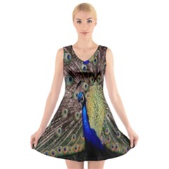 Multi Colored Peacock V-neck Sleeveless Skater Dress by Simbadda
