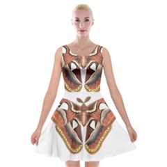 Butterfly Animal Insect Isolated Velvet Skater Dress by Simbadda