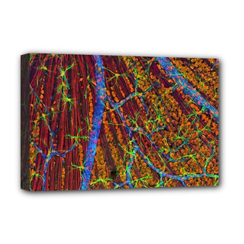 Neurobiology Deluxe Canvas 18  X 12   by BangZart