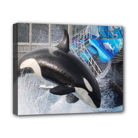 Orca 1 Canvas 10  X 8  by trendistuff