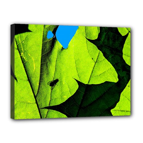 Window Of Opportunity Canvas 16  X 12  (stretched) by FunnyCow