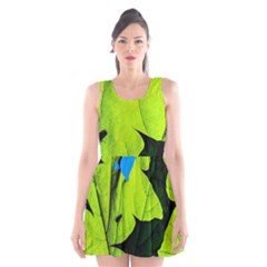 Window Of Opportunity Scoop Neck Skater Dress by FunnyCow