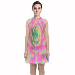 Lime Green And Pink Succulent Sedum Rosette Velvet Halter Neckline Dress  by myrubiogarden