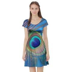Nature Bird Wing Texture Animal Male Wildlife Decoration Pattern Line Green Color Blue Colorful Short Sleeve Skater Dress by Vaneshart