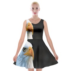 Bird Velvet Skater Dress by artworkshop