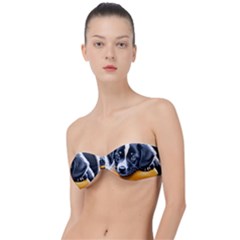 Dog Animal Cute Pet Puppy Pooch Classic Bandeau Bikini Top  by Semog4