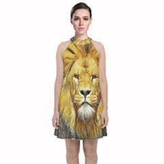 Lion Lioness Wildlife Hunter Velvet Halter Neckline Dress  by Mog4mog4