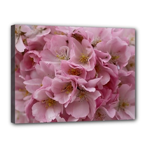 Cherry-blossoms Canvas 16  X 12  (stretched) by Excel