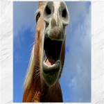 Haflinger  Canvas 12  x 16  (Unframed) 11.86 x15.41  Canvas - 1