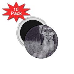 King And Queen Of The Jungle Design  1 75  Magnets (10 Pack)  by FrontlineS
