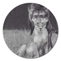 King And Queen Of The Jungle Design  Magnet 5  (round) by FrontlineS