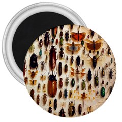 Insect Collection 3  Magnets by Nexatart