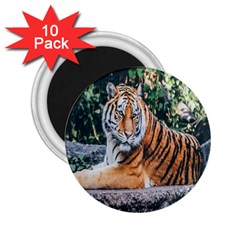 Animal Big Cat Safari Tiger 2 25  Magnets (10 Pack)  by Celenk