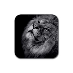 Feline Lion Tawny African Zoo Rubber Square Coaster (4 Pack)  by BangZart