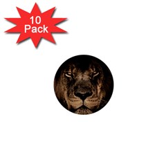 African Lion Mane Close Eyes 1  Mini Magnet (10 Pack)  by BangZart