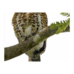 Owl Bird Double Sided Flano Blanket (mini)  by Sapixe