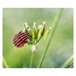 One More Bottle Does Not Hurt Double Sided Flano Blanket (Small)  50 x40  Blanket Back