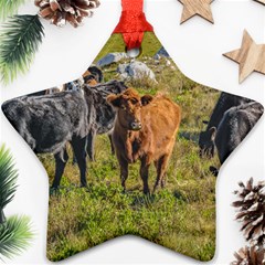 Cows At Countryside, Maldonado Department, Uruguay Ornament (star) by dflcprints