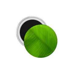 Banana Leaf 1 75  Magnets by artworkshop