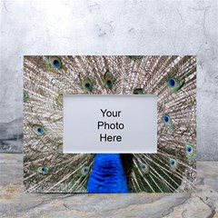 Peacock Bird Animal Feather Nature Colorful White Tabletop Photo Frame 4 x6  by Ravend