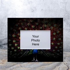 Peacock Feathers White Tabletop Photo Frame 4 x6  by Wav3s