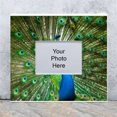 Peafowl Peacock White Wall Photo Frame 5  X 7  by Sarkoni
