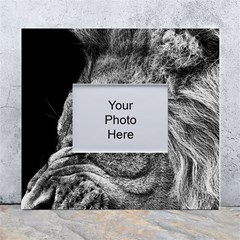 Angry Male Lion Roar Wild Animal White Wall Photo Frame 5  X 7  by Cendanart