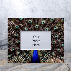 Peacock White Tabletop Photo Frame 4 x6  by Ket1n9