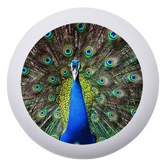 Peacock Bird Feathers Pheasant Nature Animal Texture Pattern Dento Box With Mirror by Bedest