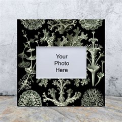Weave Haeckel Lichenes Photobionten White Box Photo Frame 4  X 6  by Cemarart